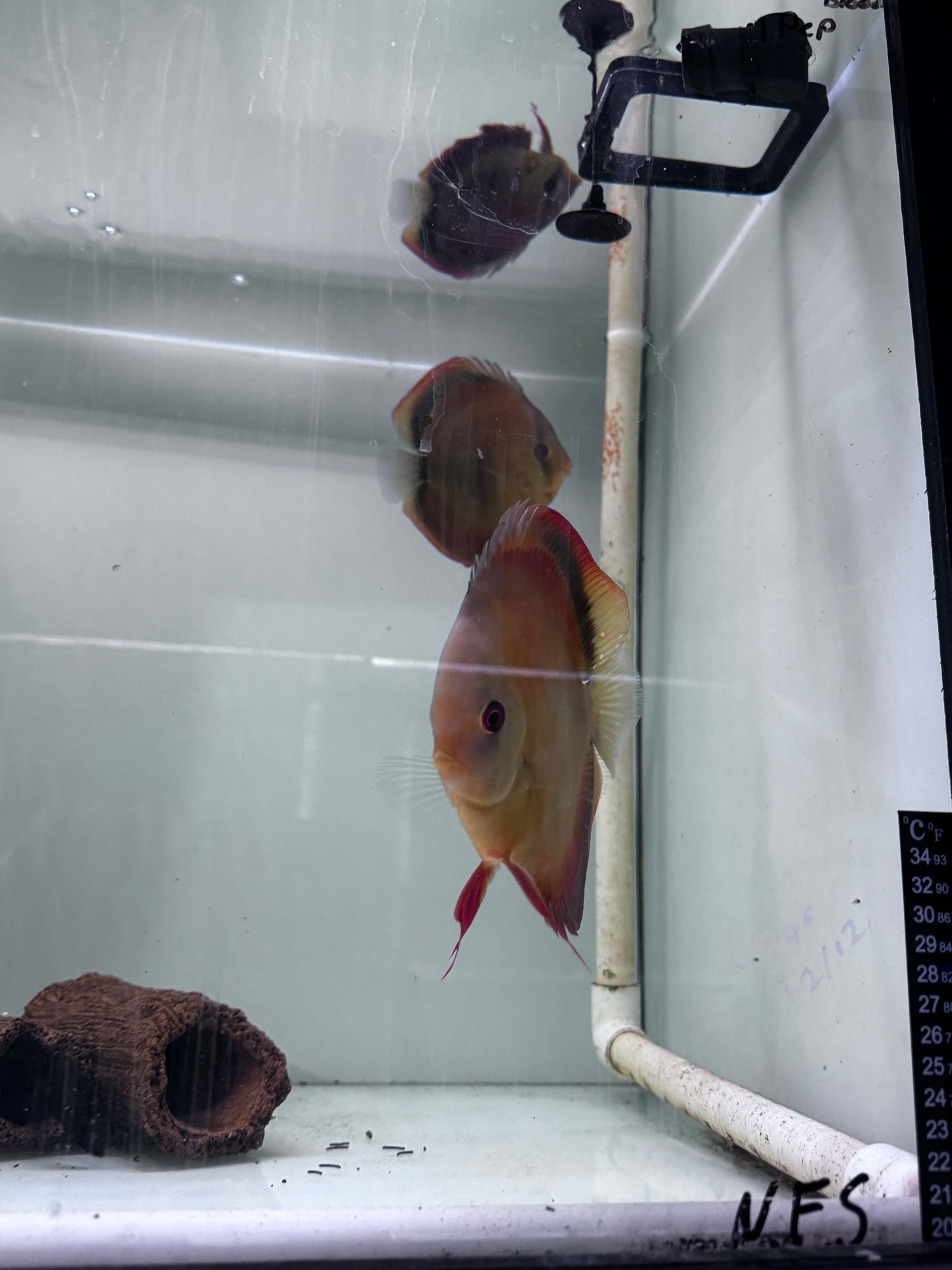 Assorted Discus breeding pairs (Symphysodon sp.)