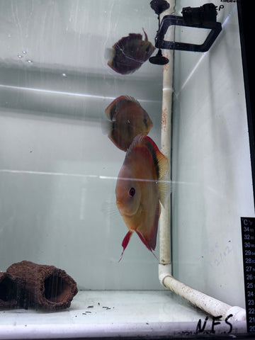Buy Discus Fish Online Australia – Tropical Aquarium