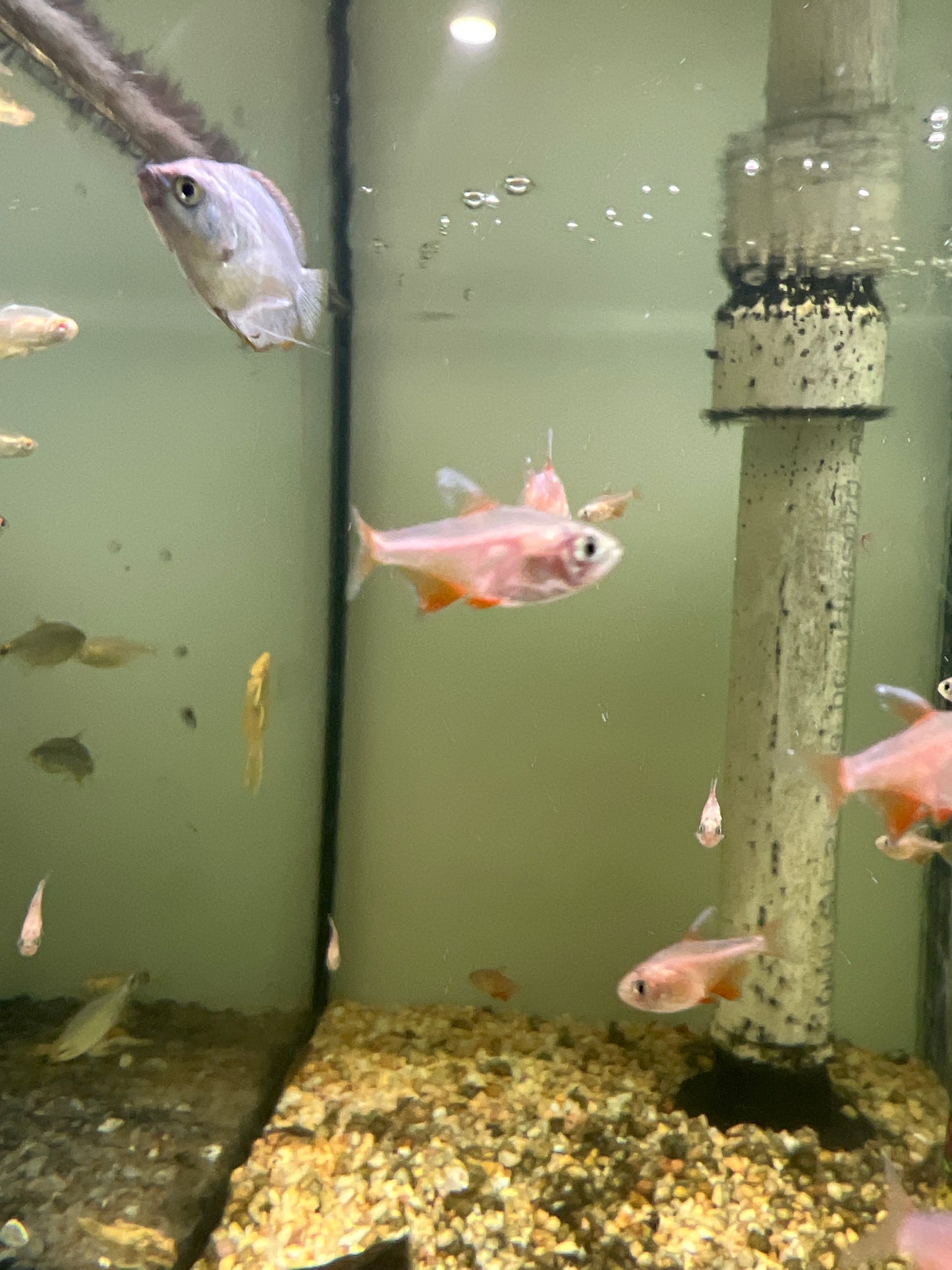 Golden Flame Tetra (Hyphessobrycon flammeus)