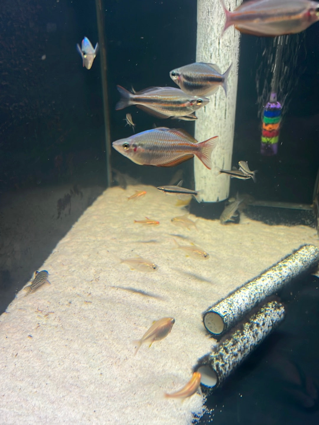 Goyder River Rainbow- Banded rainbow (Melanotaenia trifasciata)