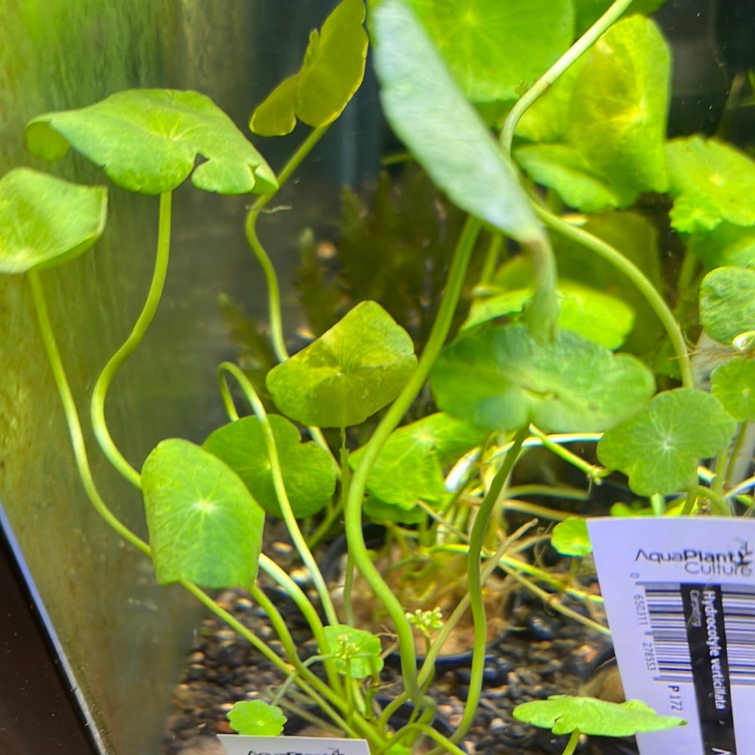 Hydrocotyle verticillata "Carpeting" EMERSED/POTTED P172