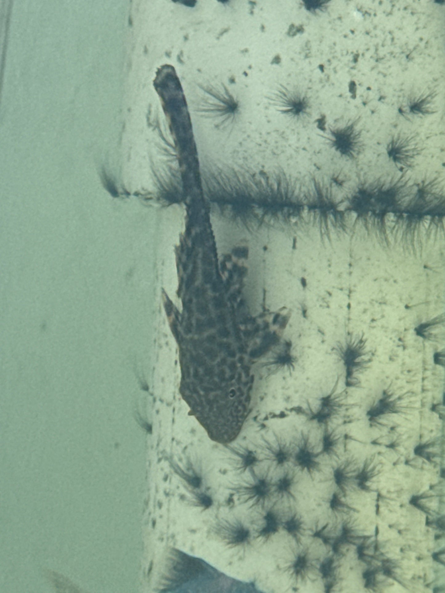 Common Plecostomus ( Hypostomus plecostomus )