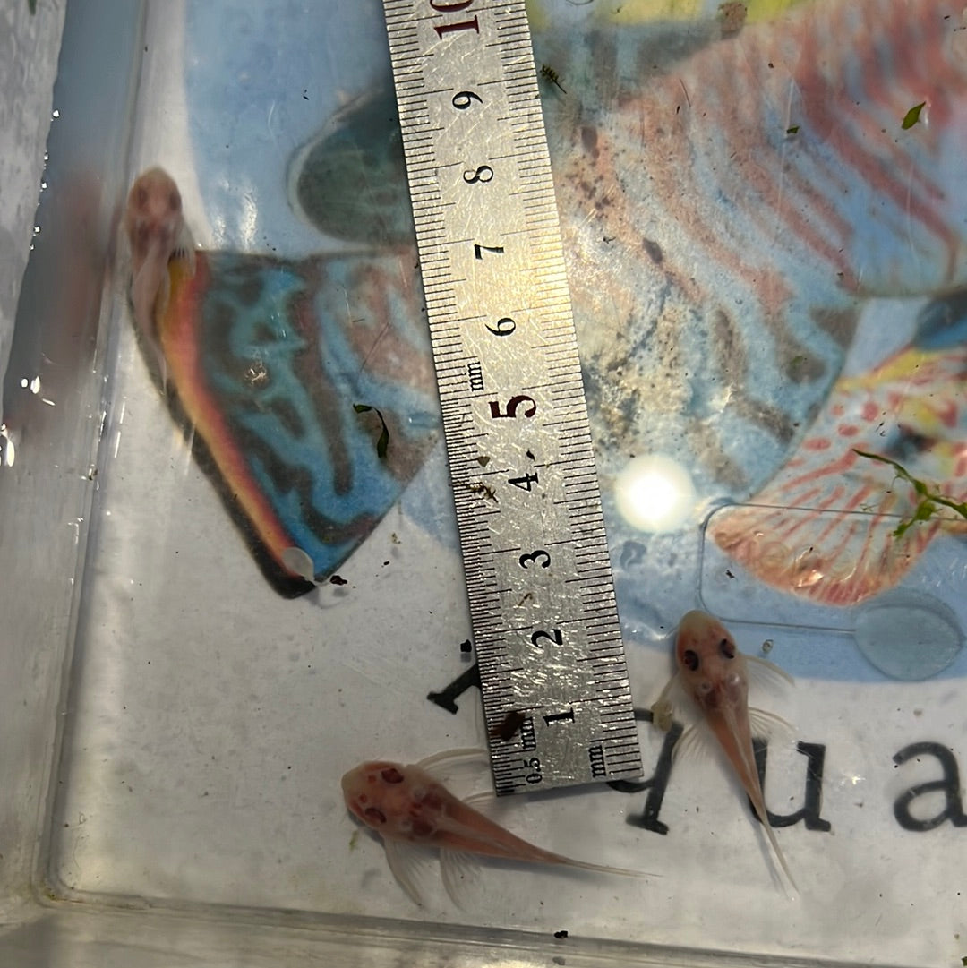 L333 Albino King Tiger Pleco (Hypancistrus sp) – Tropical Aquarium