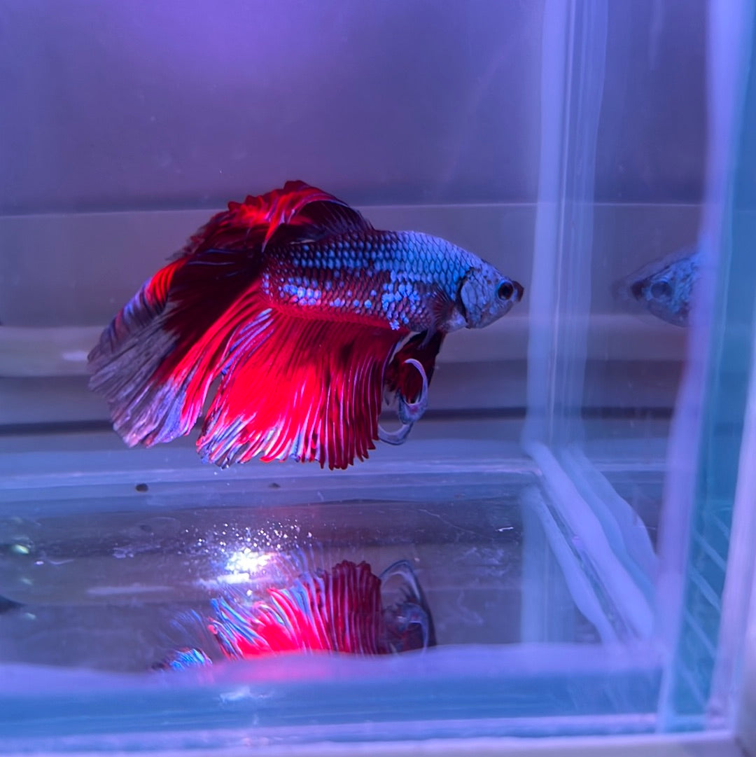 Halfmoon bettas A grade – Tropical Aquarium