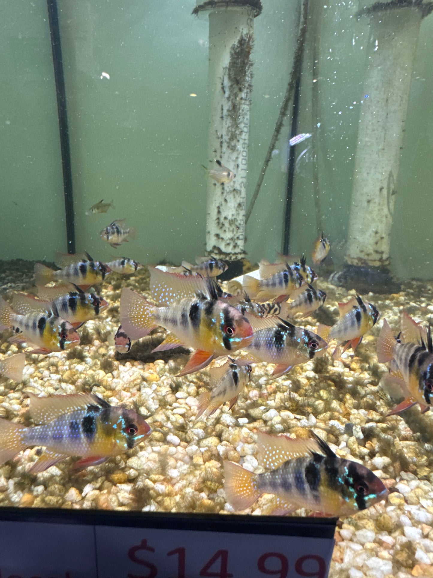 German Blue Rams (Mikrogeophagus ramirezi)