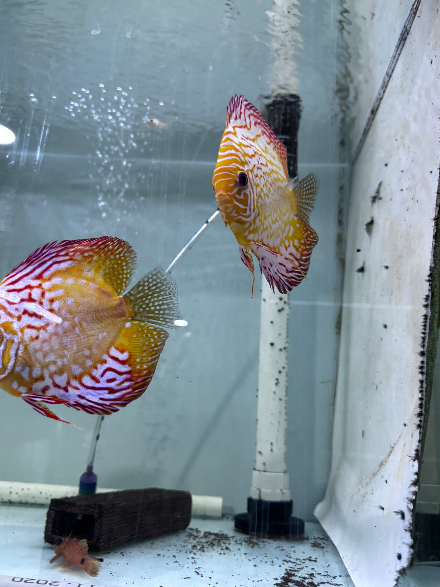 Assorted Discus breeding pairs (Symphysodon sp.)