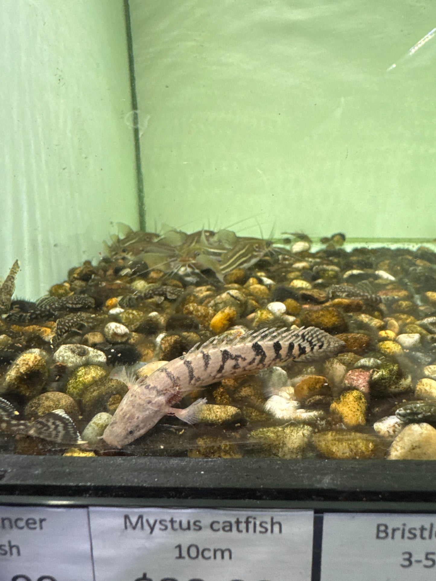 Delhezi Bichir 8cm (Polypterus delhezi)