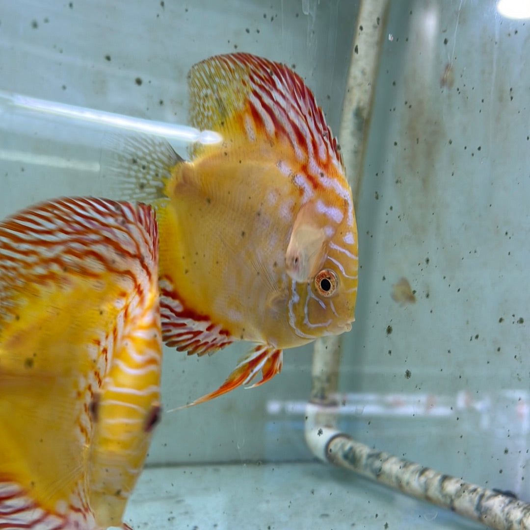 Yellow Pidgeon Blood Discus bred instore (Symphysodon sp.)