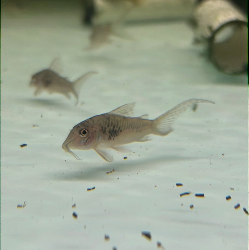 Northern Long Nose Corydoras (Corydoras septentionalis) – Tropical Aquarium