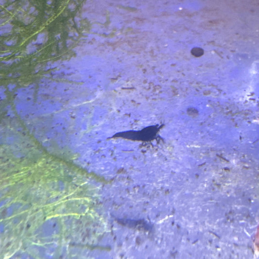 black rose shrimp (Neocaridina)