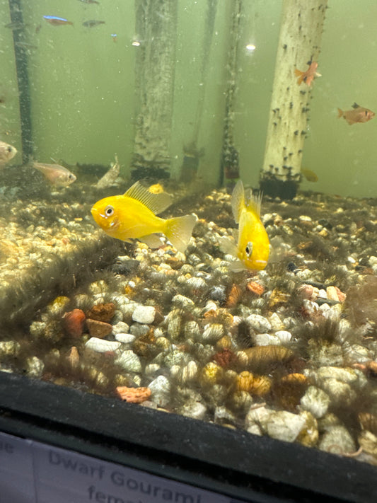 Sunshine Gold Ram (Mikrogeophagus ramirezi)