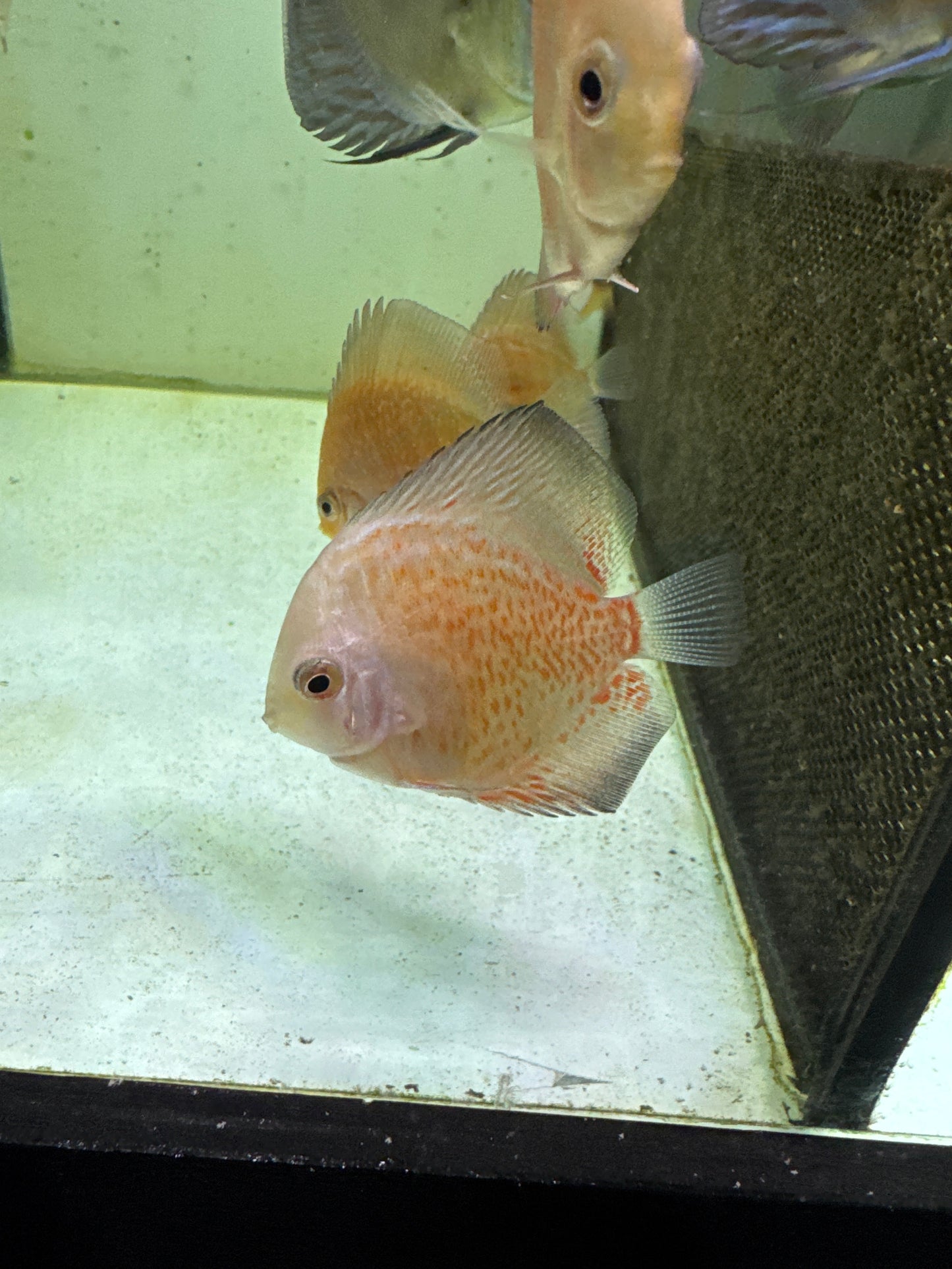 Red Spotted Leopard Discus (Symphysodon sp.)