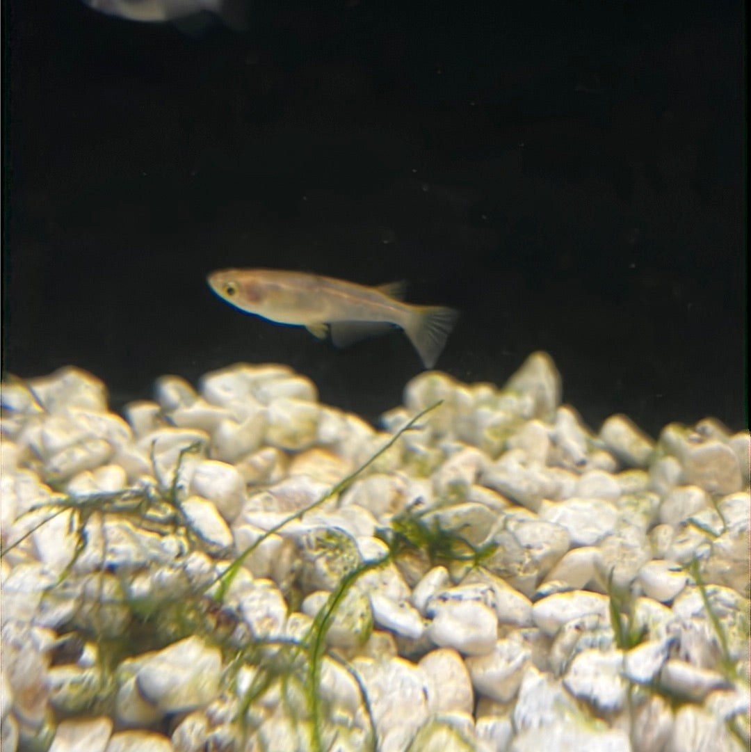 Medaka Rice fish (Oryzias Latipes) Autumn Nishiki