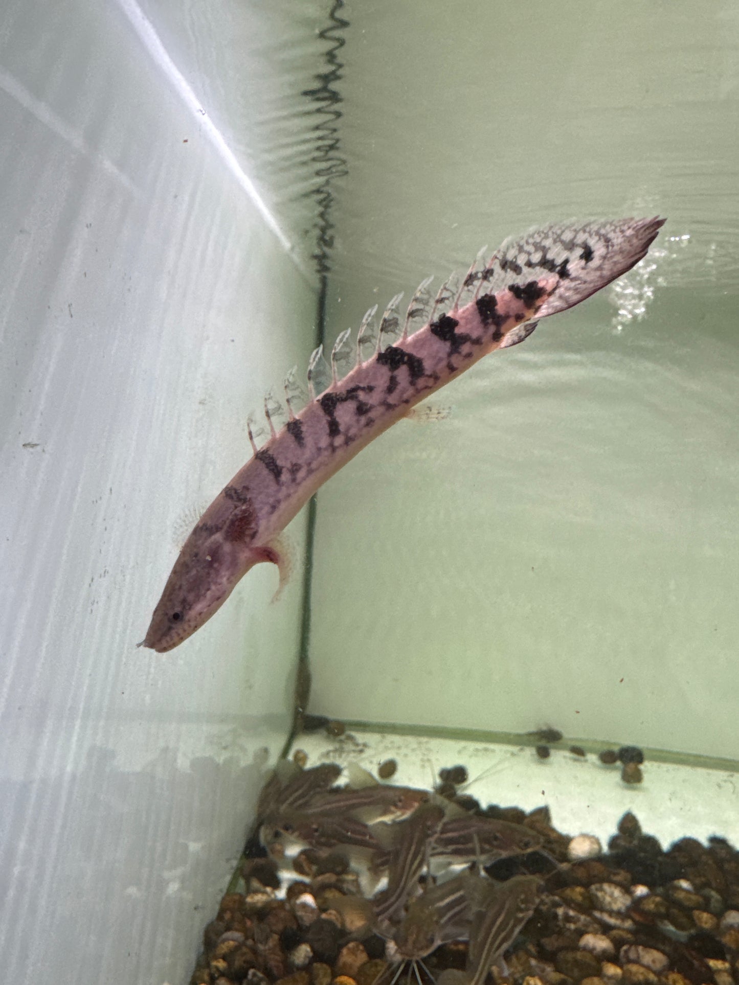 Delhezi Bichir 8cm (Polypterus delhezi)