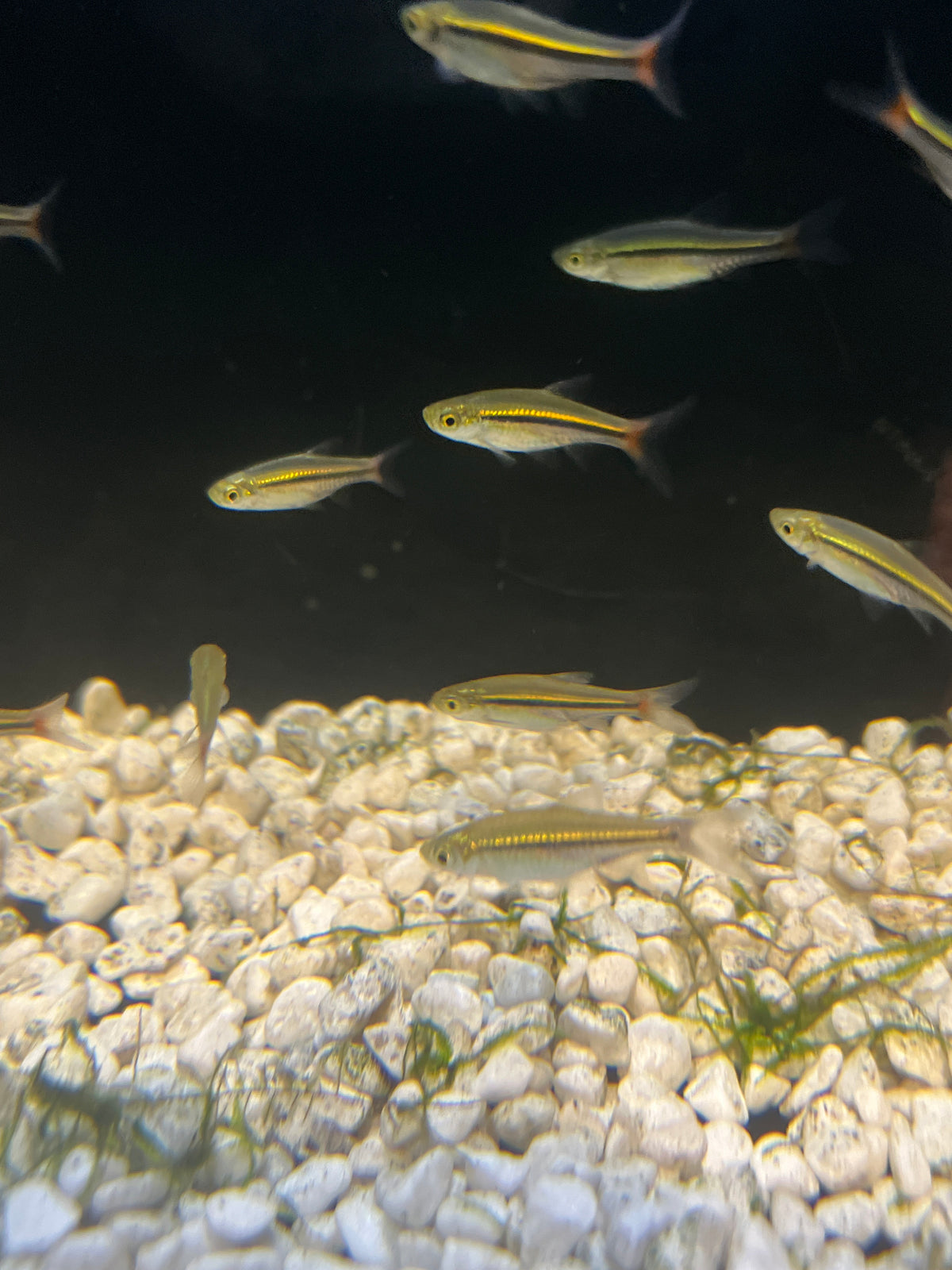 Red Raspitora Fish Red Tailed Rasbora (Rasbora borapetensis) – Tropical Aquarium