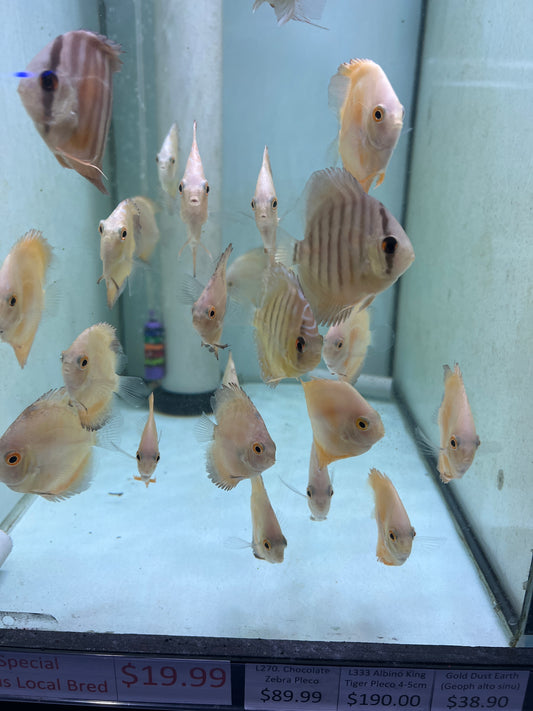 Assorted Discus Local Bred(Symphysodon sp.)