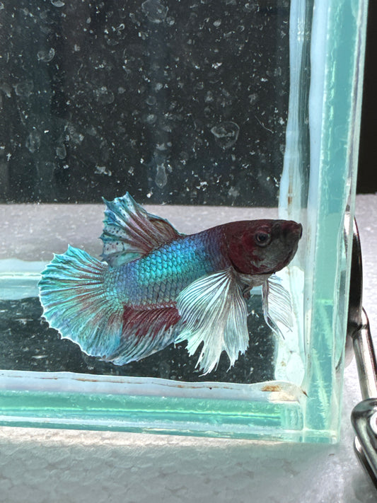 Dumbo Betta HMPK