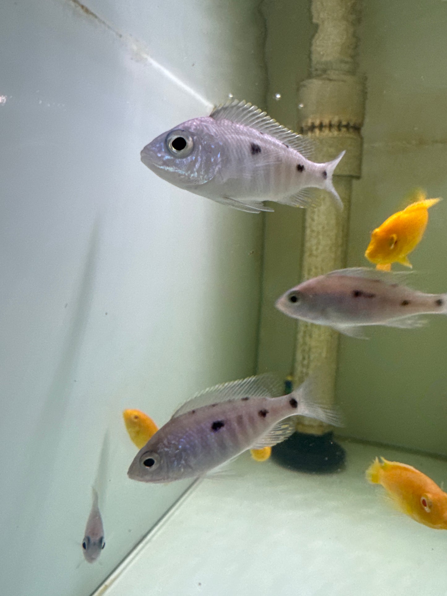 Azureus Cichlid (Copadichromis Azureus)