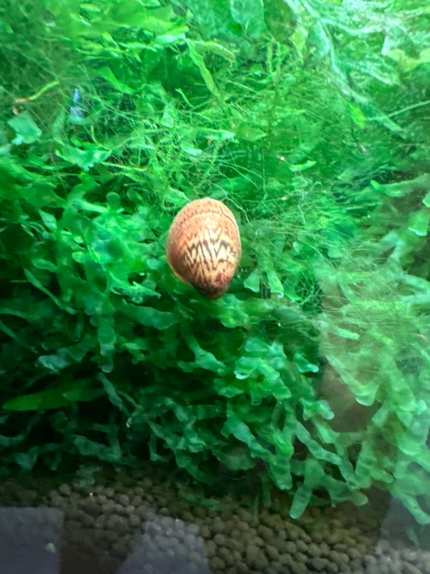 Nerite Snail (Dusky)