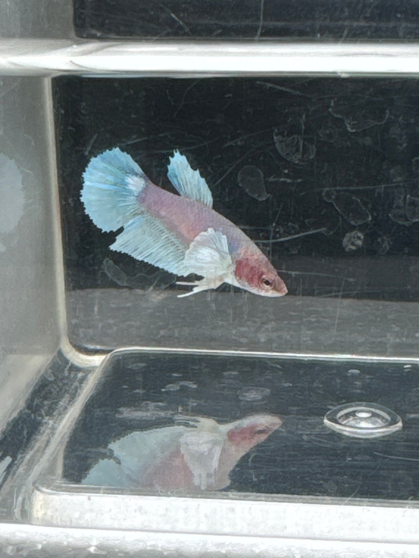 Dumbo Delta Tail Betta HMPK