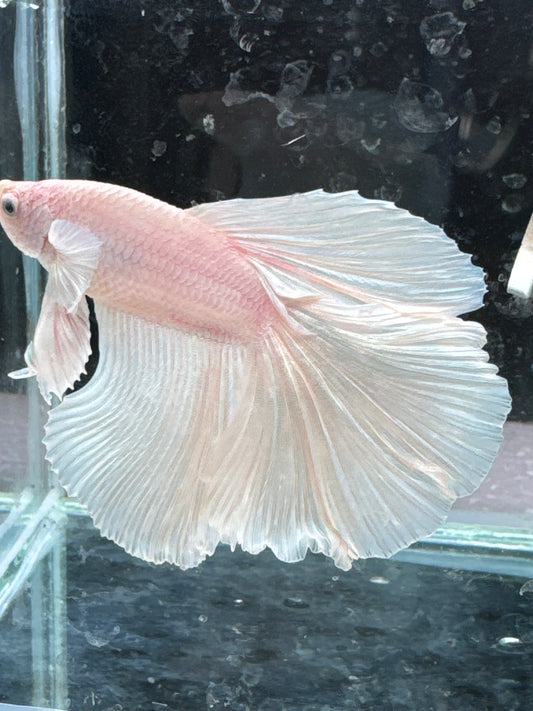 Snow White HalfMoon Betta