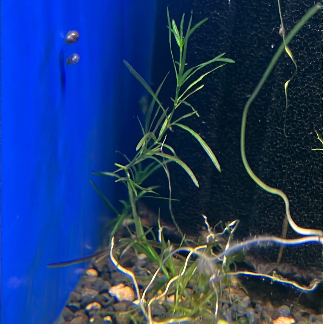 Guppy Grass (Najas Guadalupensis) – Tropical Aquarium