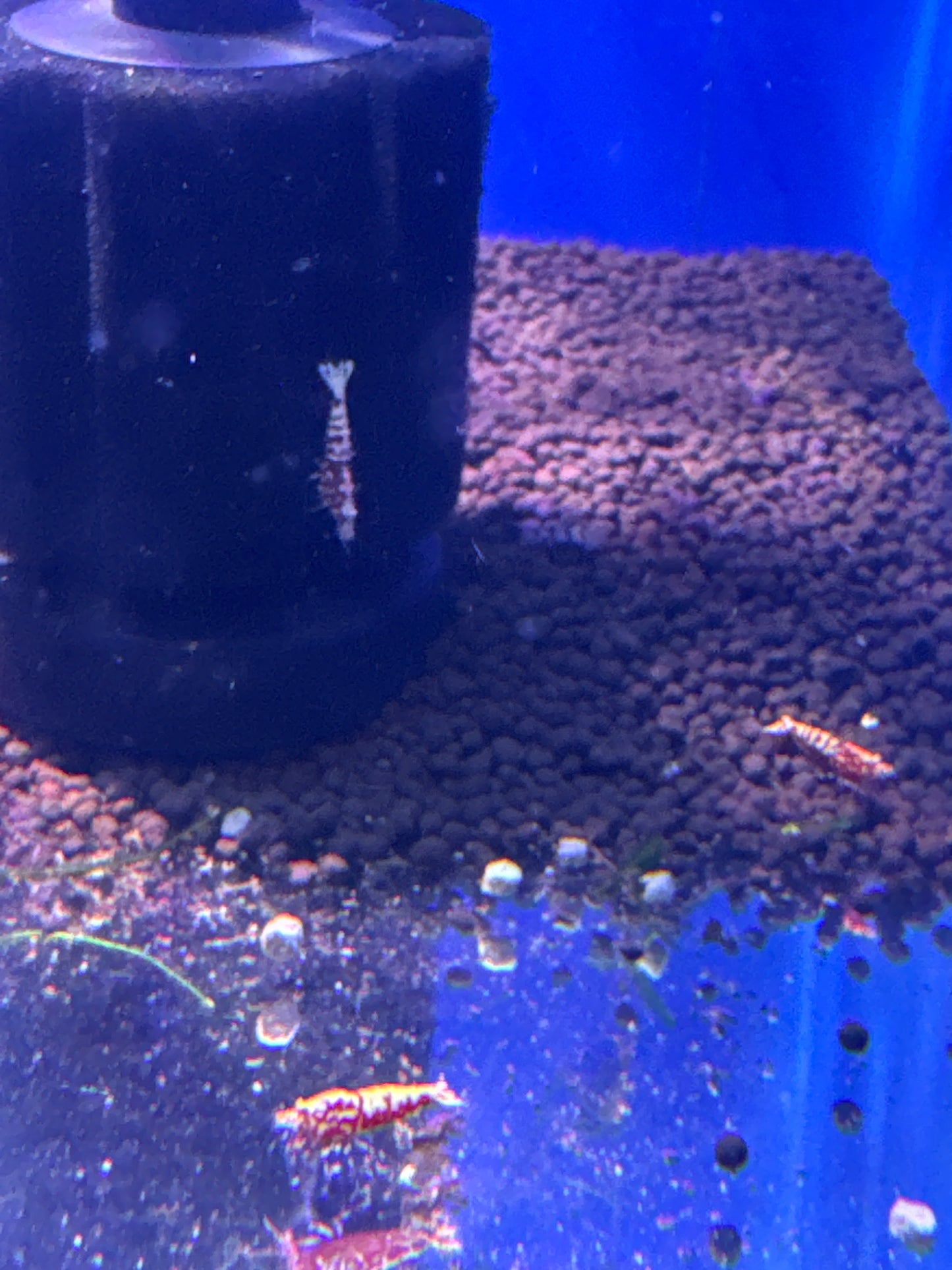 Red Galaxy Snowflake Fishbone (Caridina)