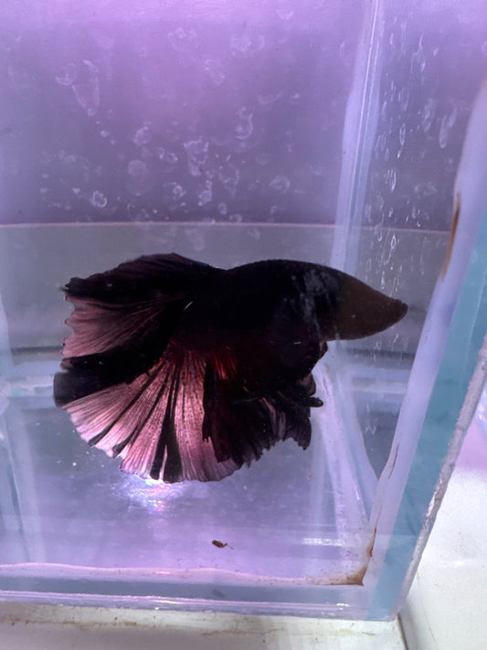 Black HalfMoon Betta