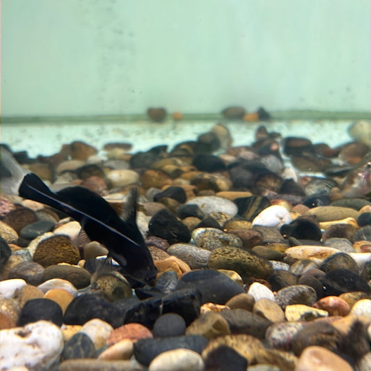 Black Lancer Catfish (Bagrichthys Macracanthus)