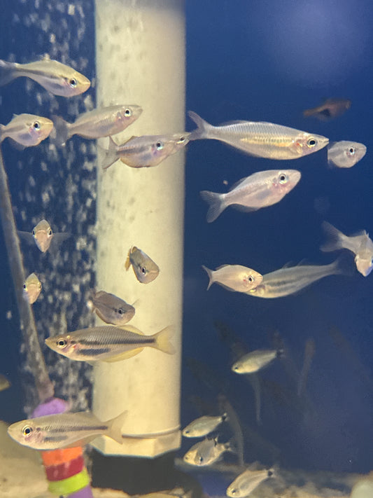 Coen River Banded Rainbow (Melanotaenia trifasciata)