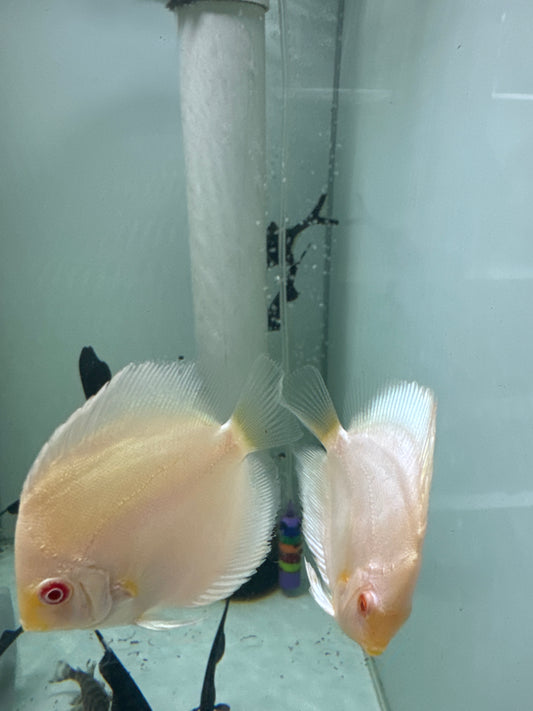 Platinum Albino (red eye) Discus (Symphysodon sp.)