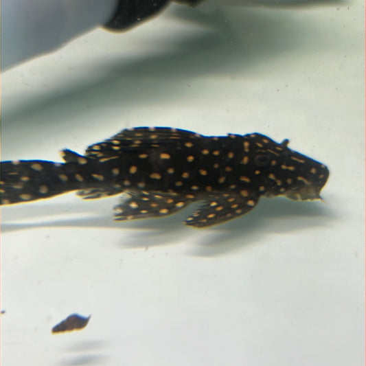 L007 vampire pleco (Leporacanthicus cf. galaxias)