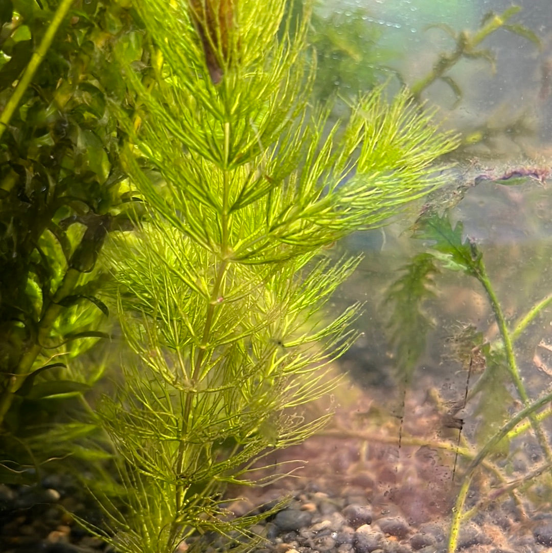 Ceratophyllum demersum, (hornwort) s001