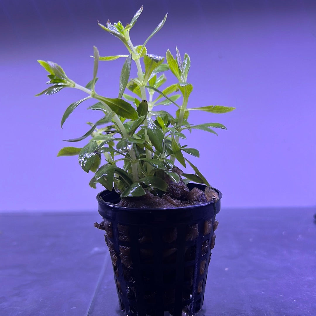 LIMNOPHILA AROMATICA "KALMANTAN MINI" POTTED/EMERSED P174