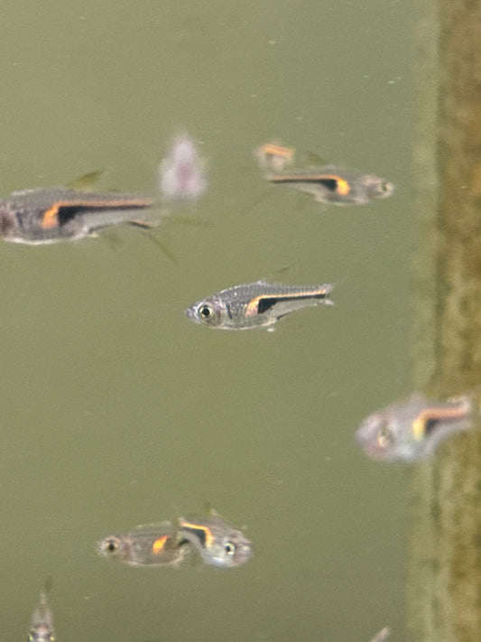 Dwarf Copper Harlequin Rasbora (Trigonostigma espei)