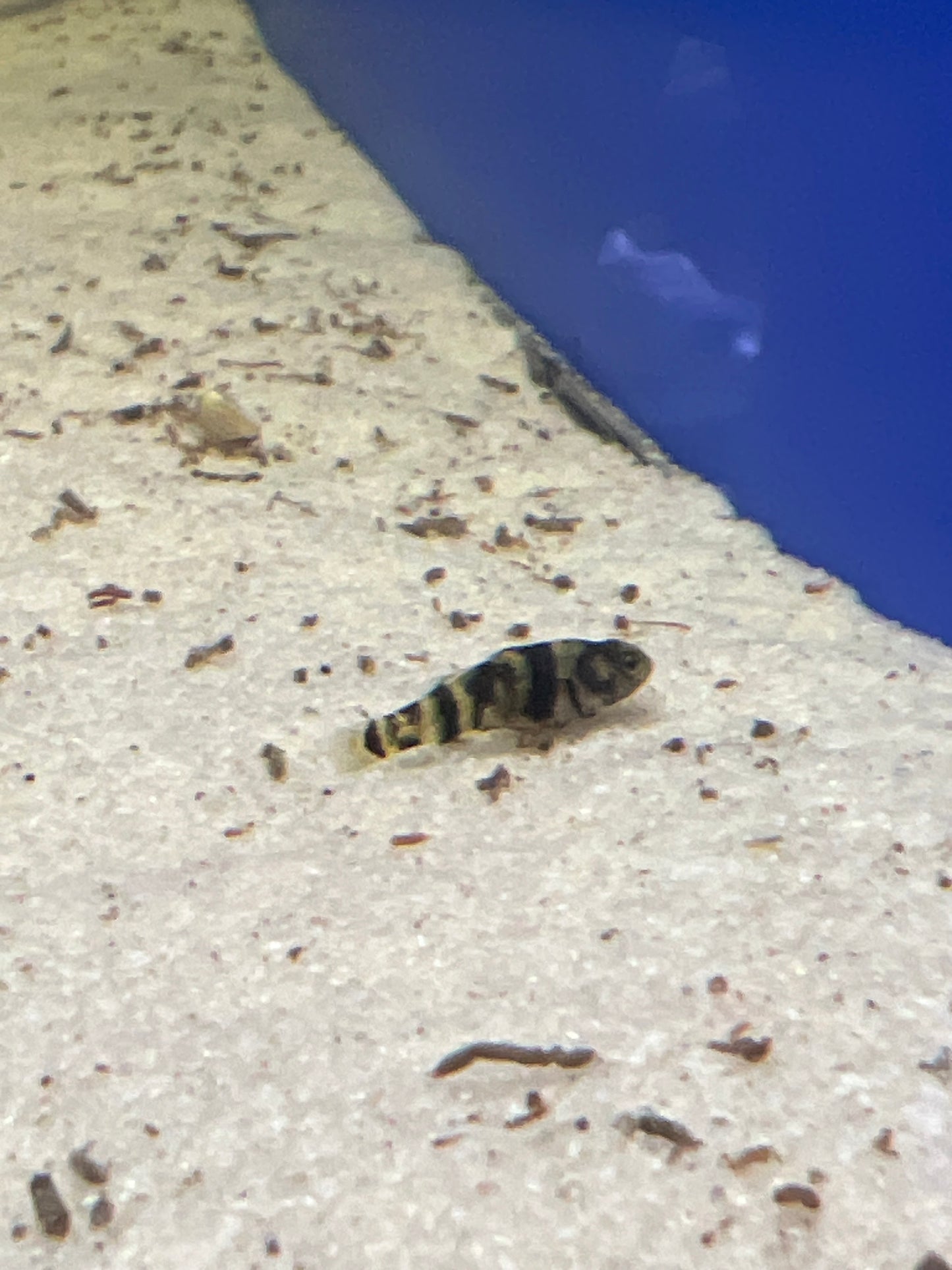 Bumblebee Goby  (Brachygobius mekongensis)