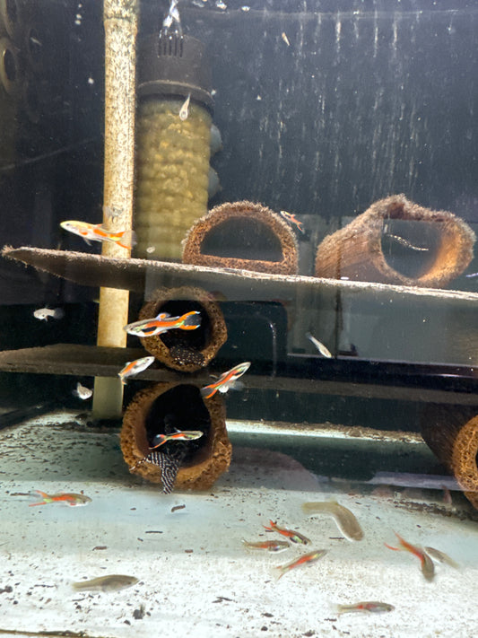 Black Line Endler Guppies