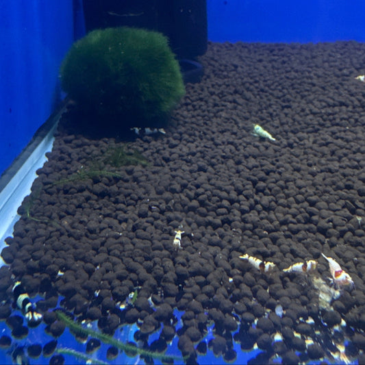 mixed cardinas shrimp