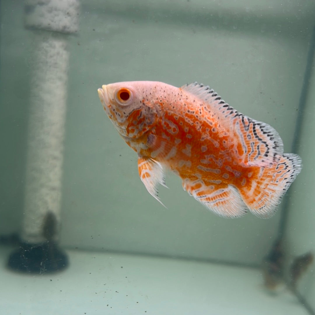 Albino Red Nemo Oscar (Astronotus ocellatus)