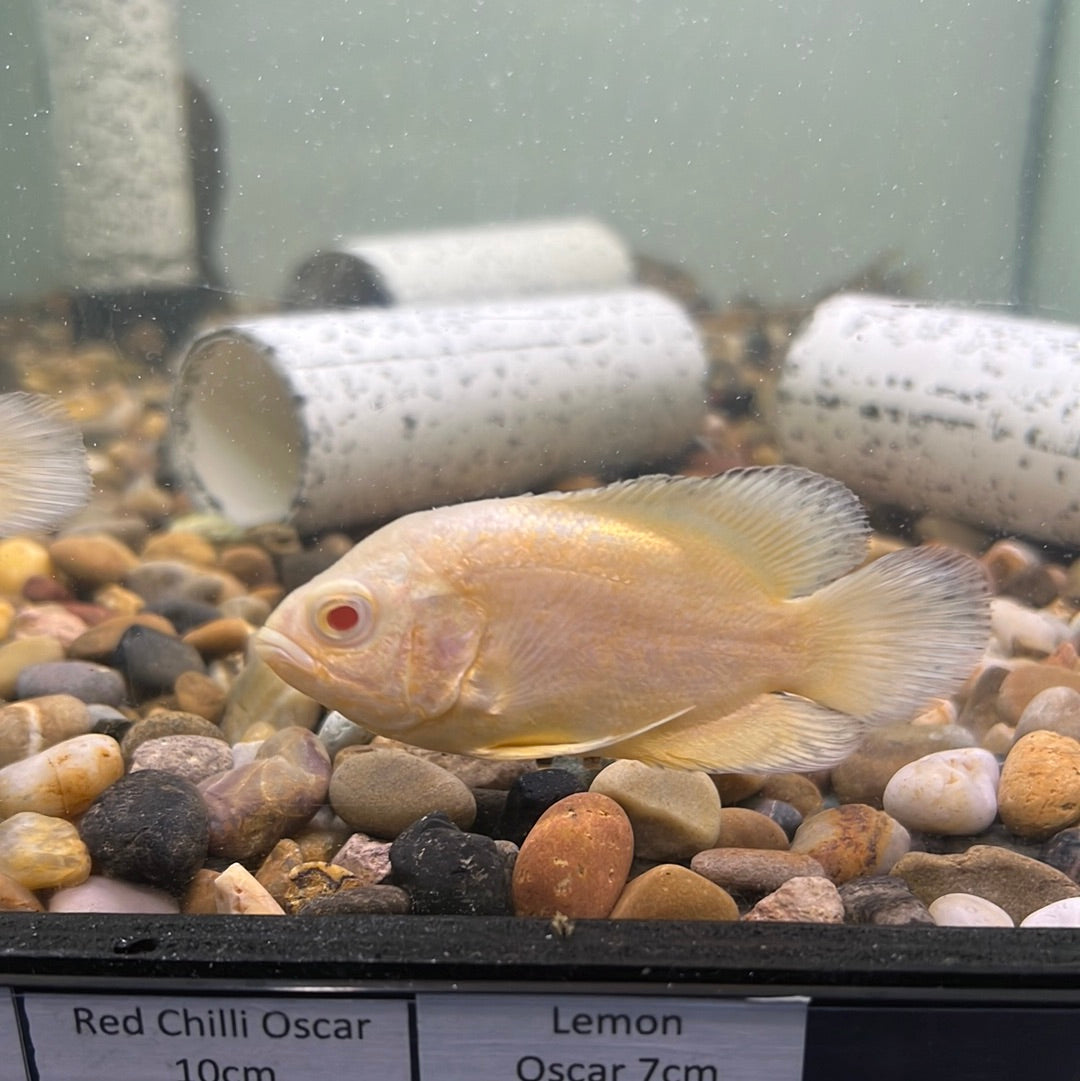 Lemon Oscar (Astronotus ocellatus) – Tropical Aquarium