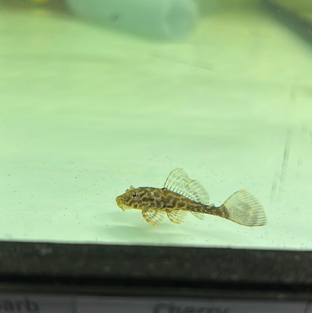 Fine line Gold Spot Pleco  (Glyptopterichthys sp)