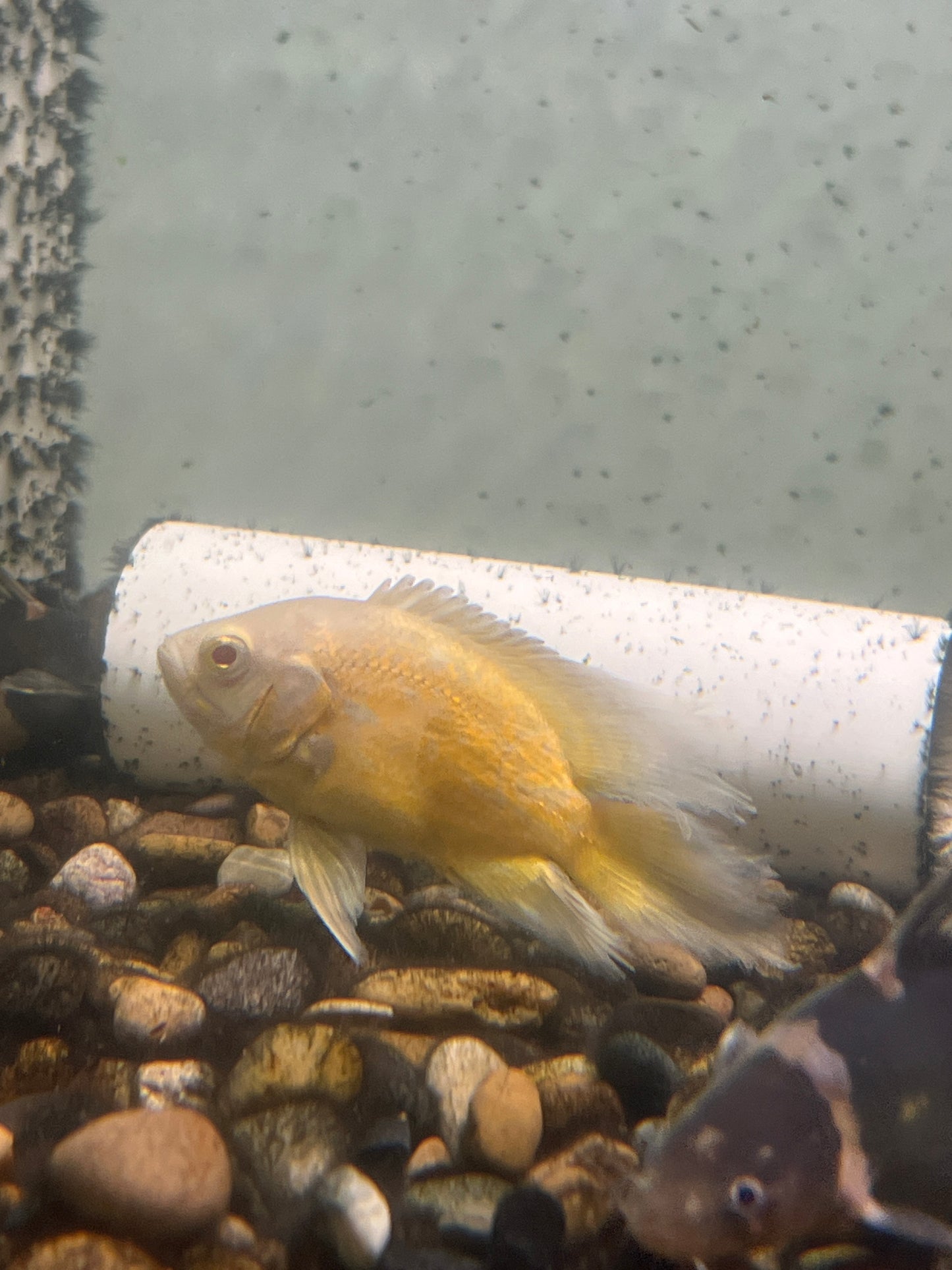 Long Fin Lemon Oscar (Astronotus ocellatus)