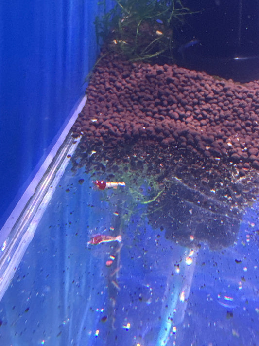 red German spotted pintos (Caridina)