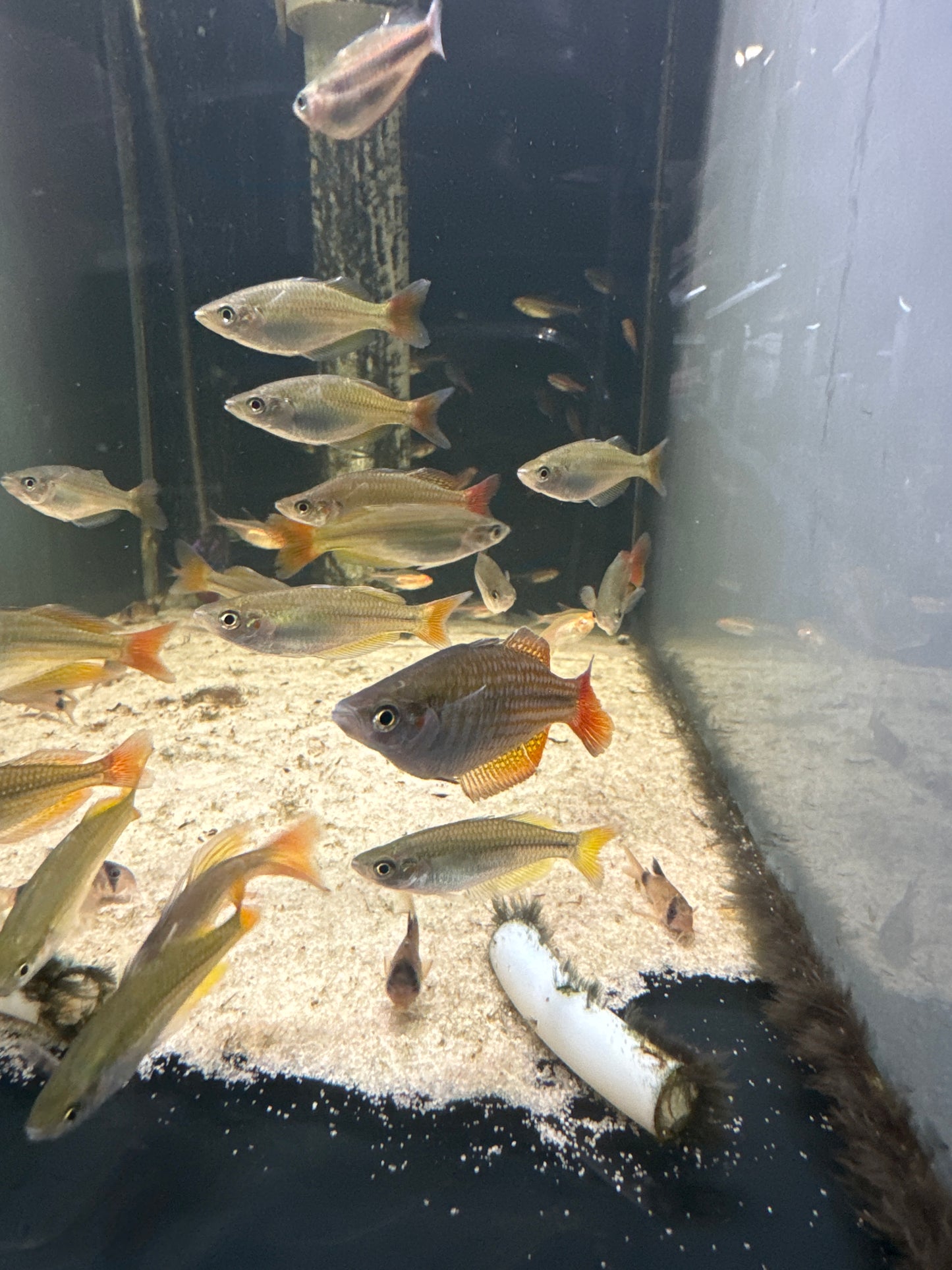 Eastern Rainbowfish Deepwater Creek(Melanotaenia splendida)