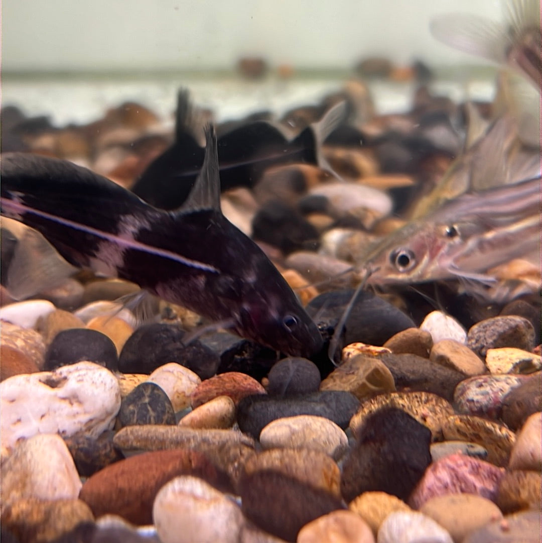 Black Lancer Catfish (Bagrichthys Macracanthus)