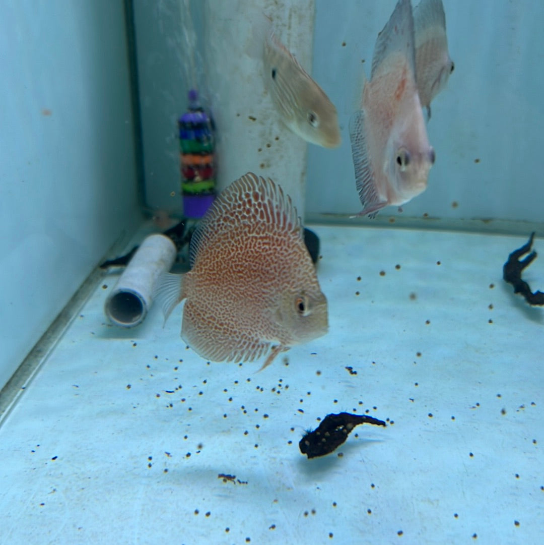 Super King Viper Discus (Symphysodon sp.)