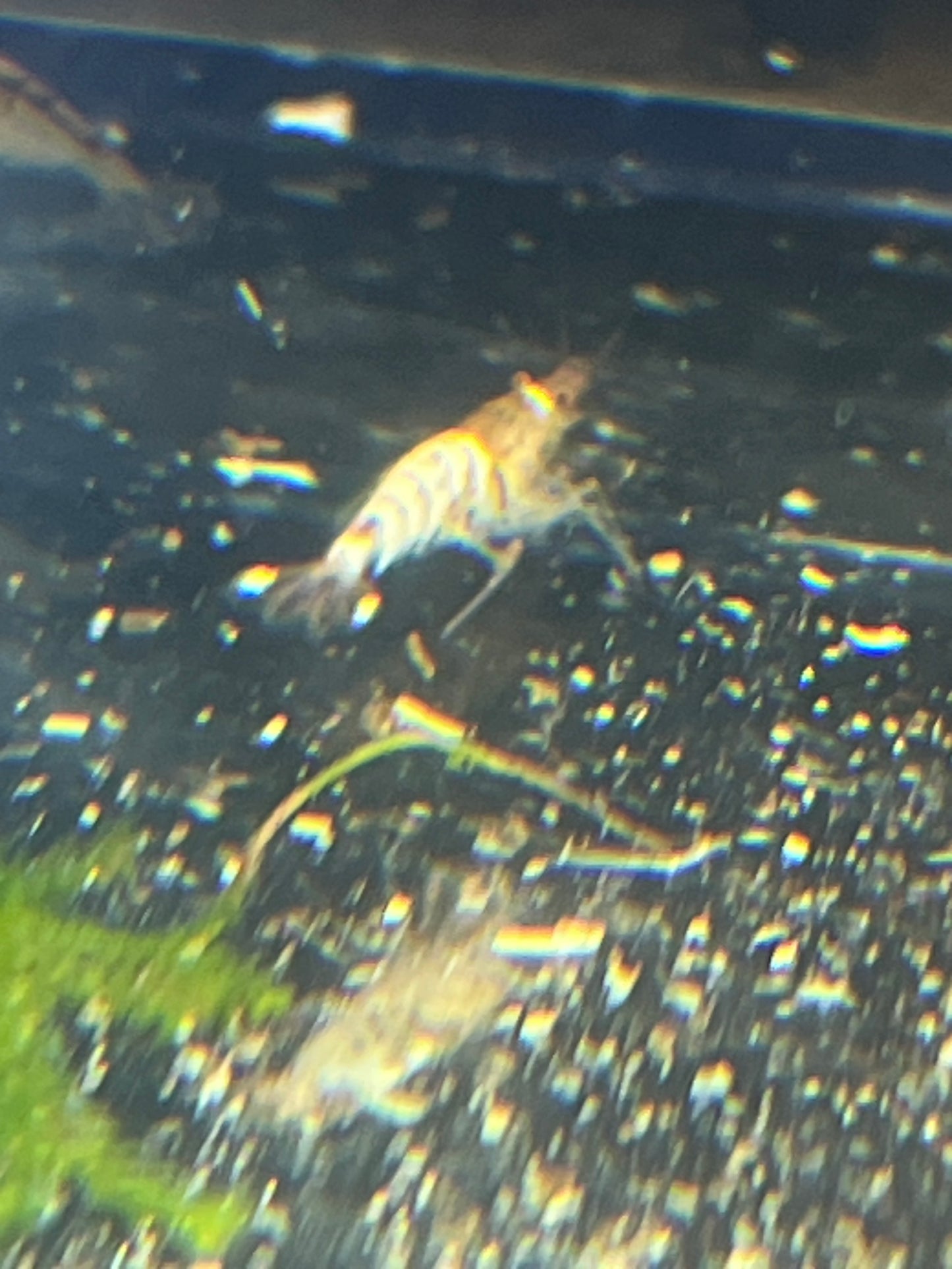 Mixed Mischling Shrimp (Caridina logemanni)