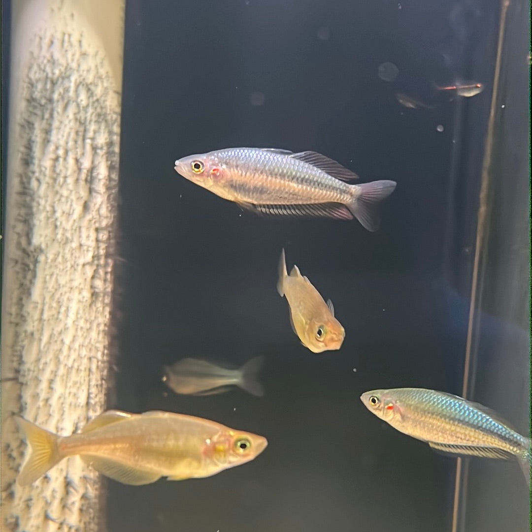 Duboulay's rainbowfish yellow oyster creek (Melanotaenia duboulayi)