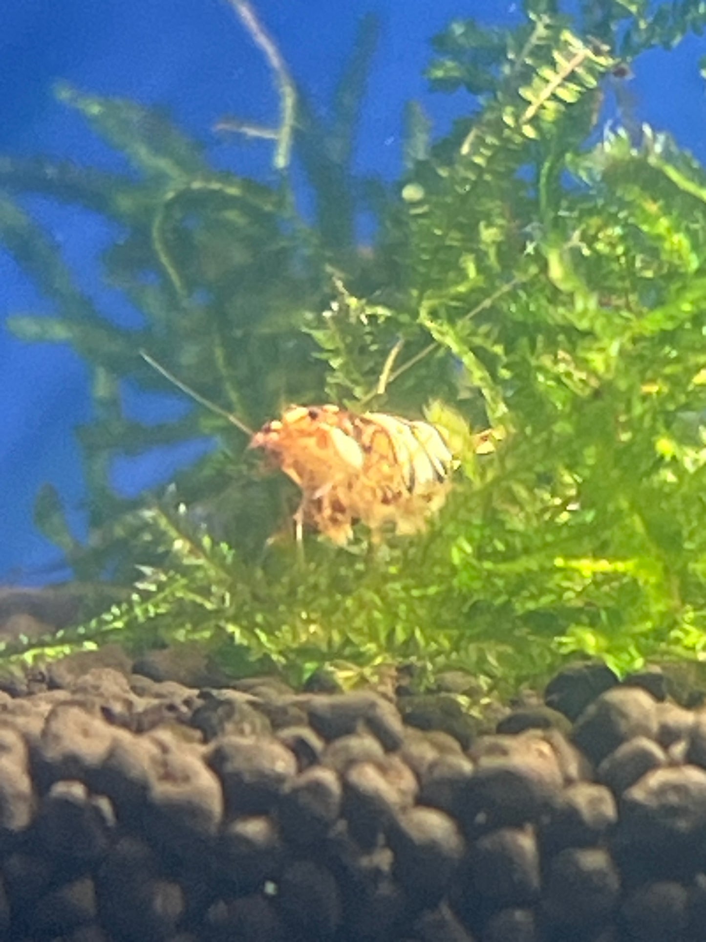 Mixed Mischling Shrimp (Caridina logemanni)