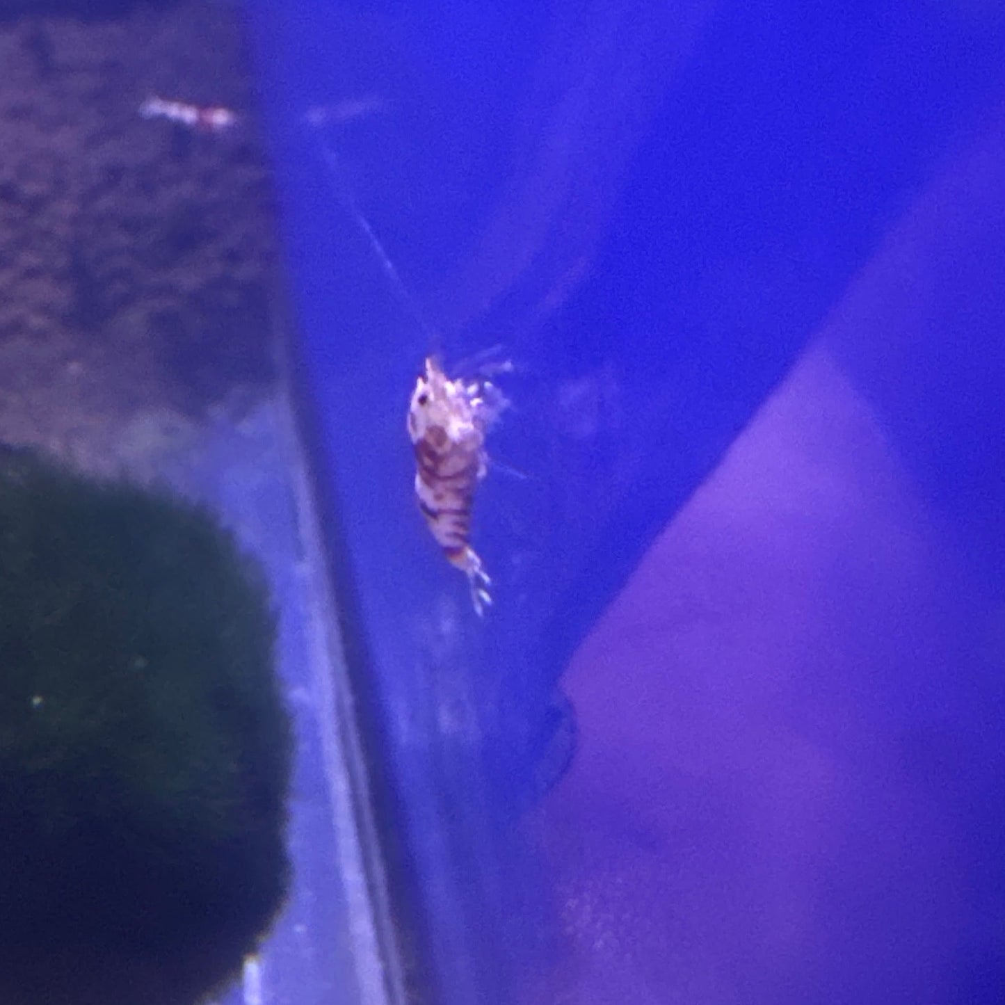red fancy tigers (Caridina)